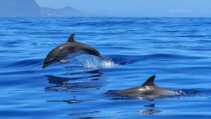 Dolfijnen spotten Mallorca